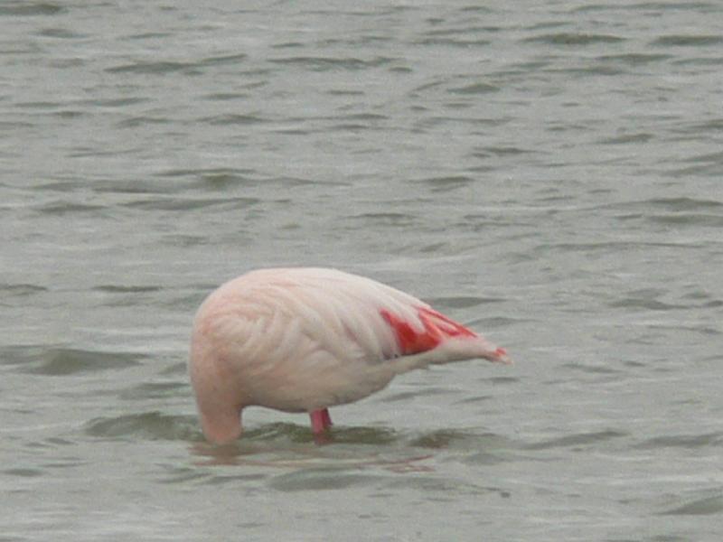 2008_12_Camargue_04 Les Saintes Maries_10.jpg